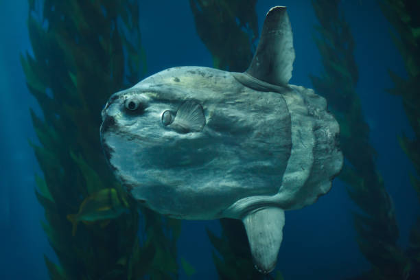 Môle ou Poisson lune (Ocean sunfish, Mola mola).